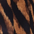 6 / Raya De Safari